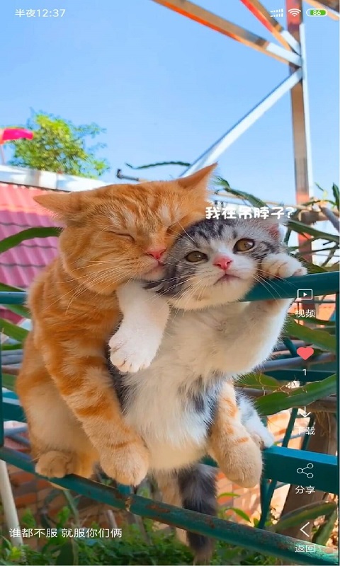 安果视频壁纸(2)