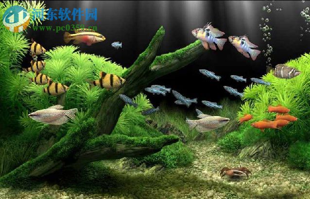 梦幻水族馆屏保下载 1.234 中文免费版