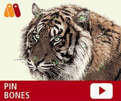 Anime Studio Pro12(附注册码) 最新版