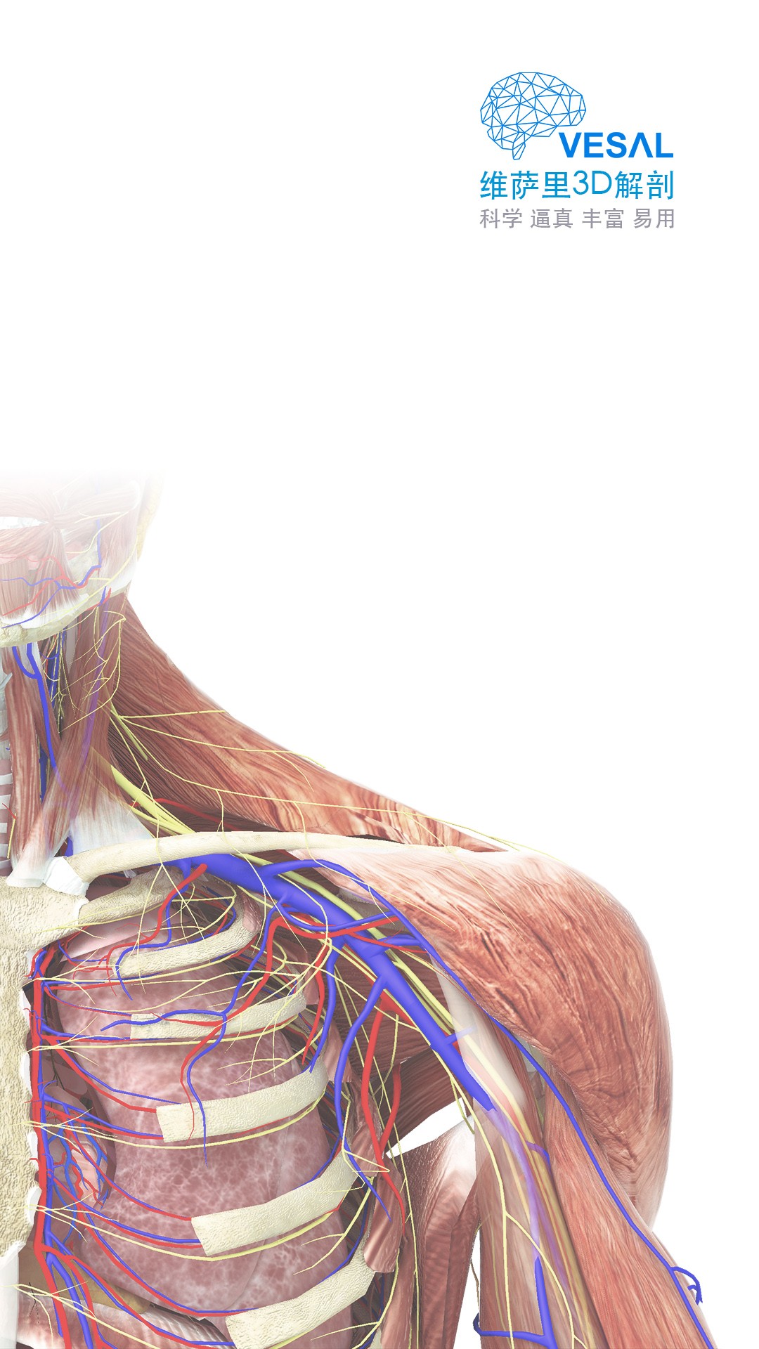 维萨里3D解剖(2)