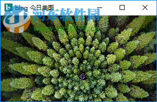 bing今日美图 1.0 免费版