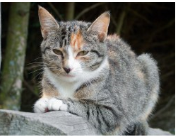 OutWiker(文本编辑软件) 2.0.0.822 官方版