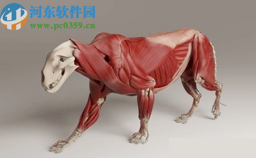 Ziva Dynamics Ziva VFX(骨骼肌肉运动模拟插件)for maya 2017 2018 2019